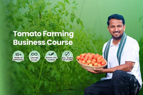 Tomato Farming Business Course